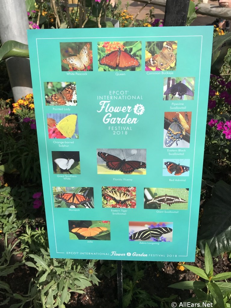 2018 epcot flower and garden festival butterfly house photo gallery