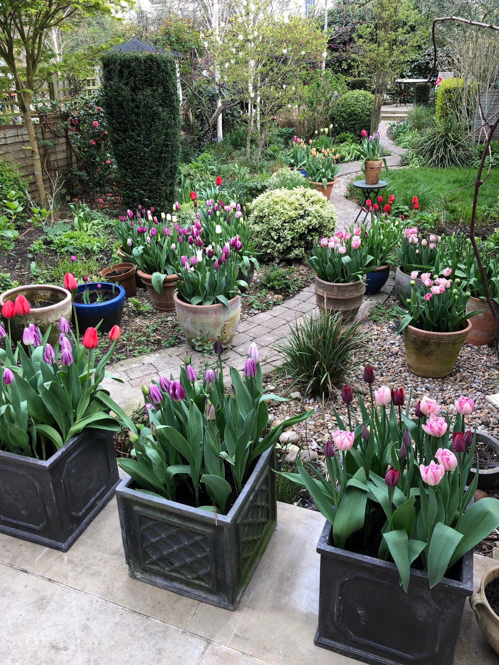 my autumn investment in tulip bulbs has paid off and spring is