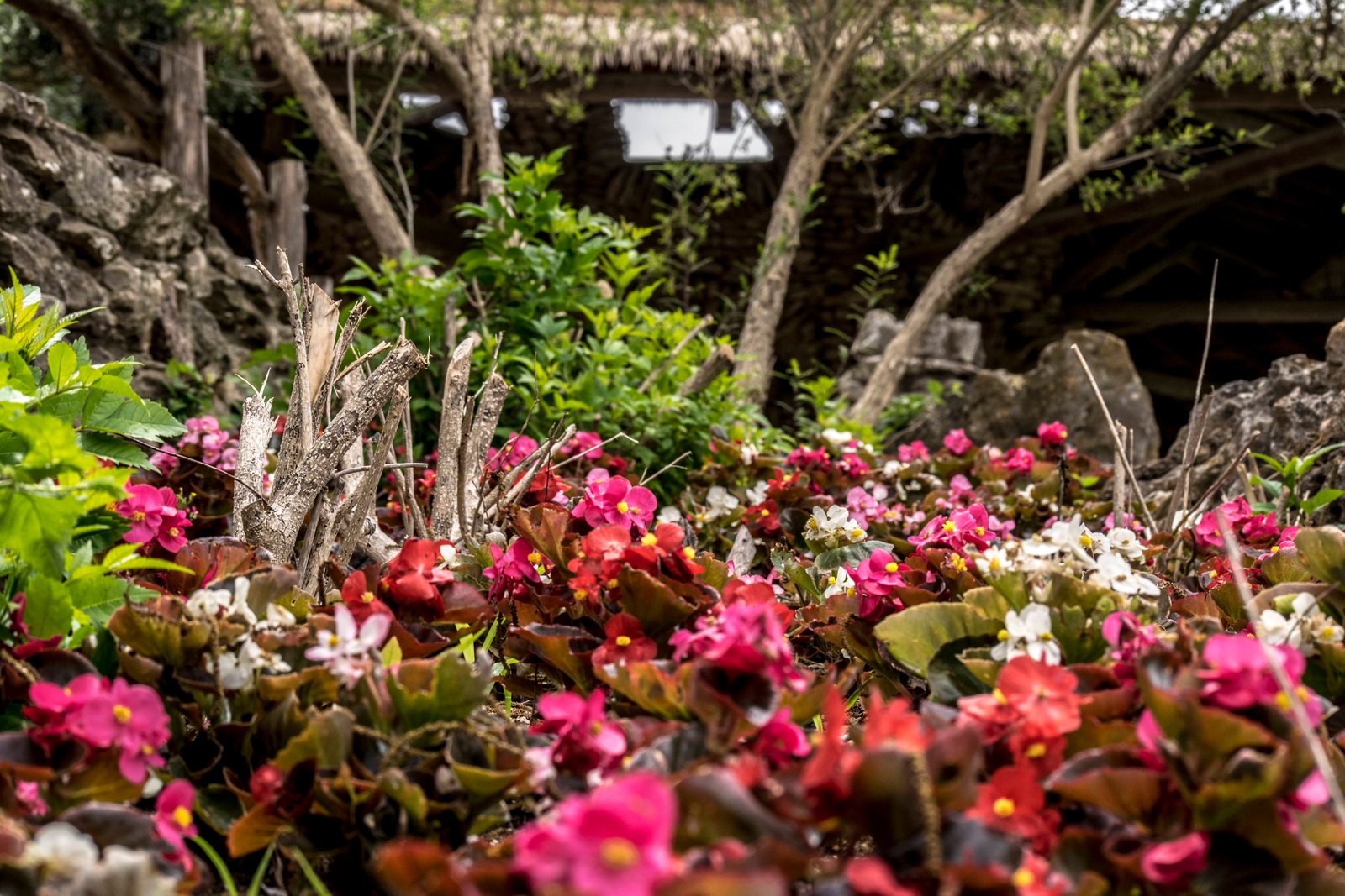 japanese tea gardens san antonio tx - album on imgur
