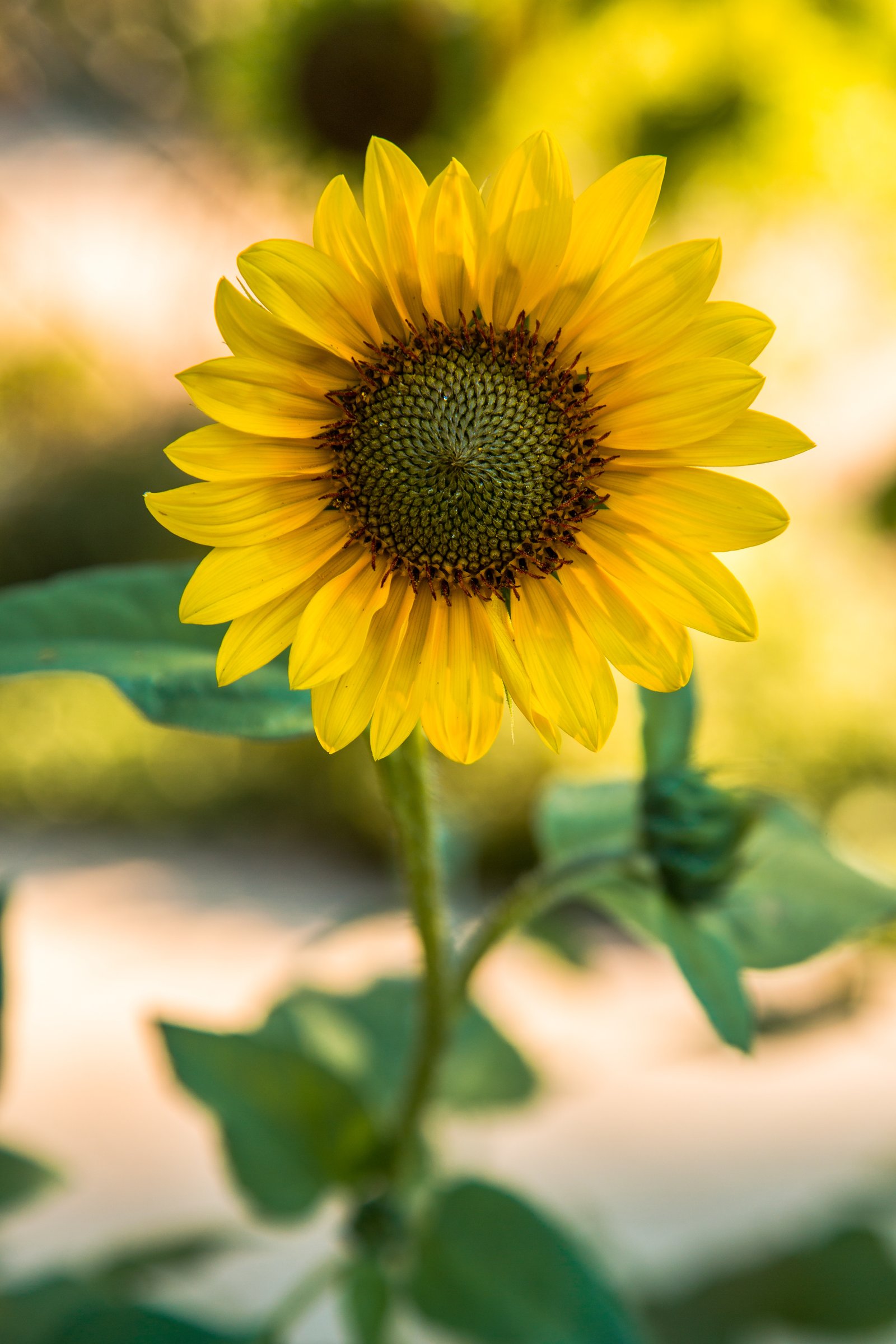 sunflower extravanganza festival