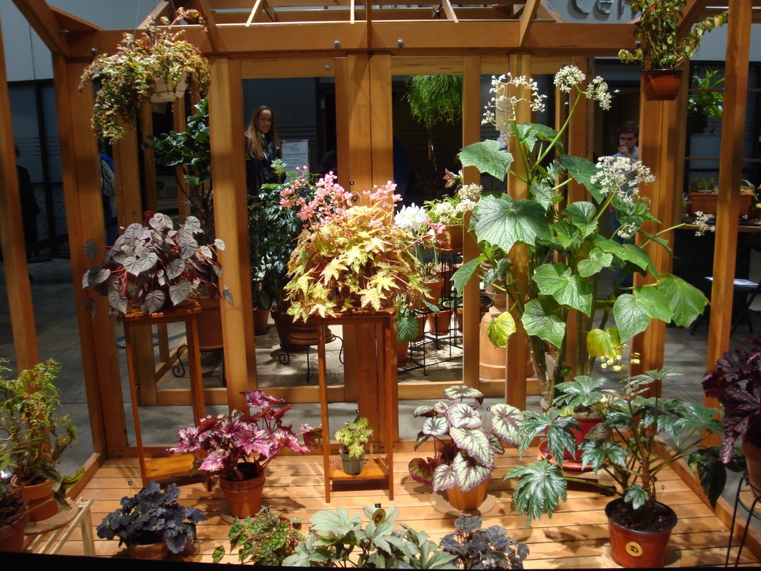 other shows and plant sales - buxton begonia