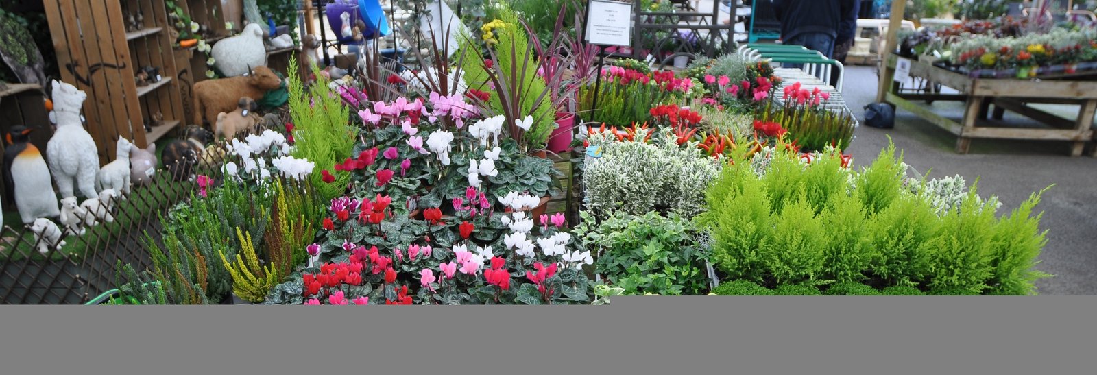 palmers garden centre - plant & flower - yeovil, somerset