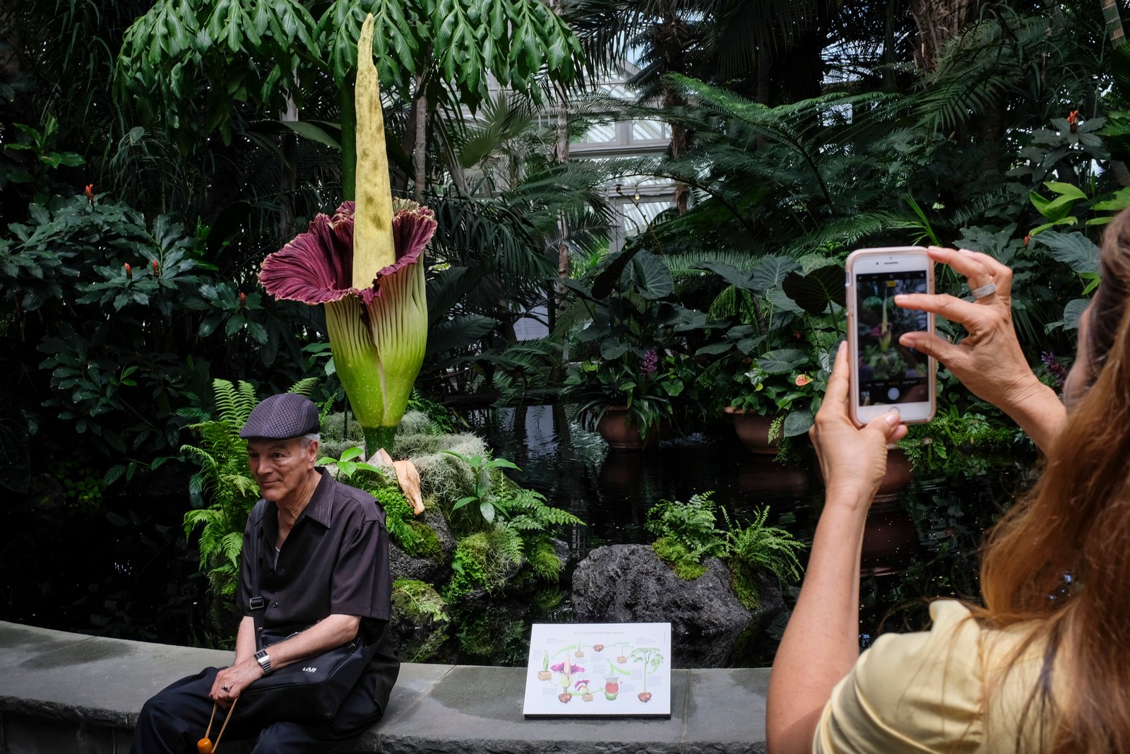 new york botanical garden's stinky corpse flower is ready to bloom