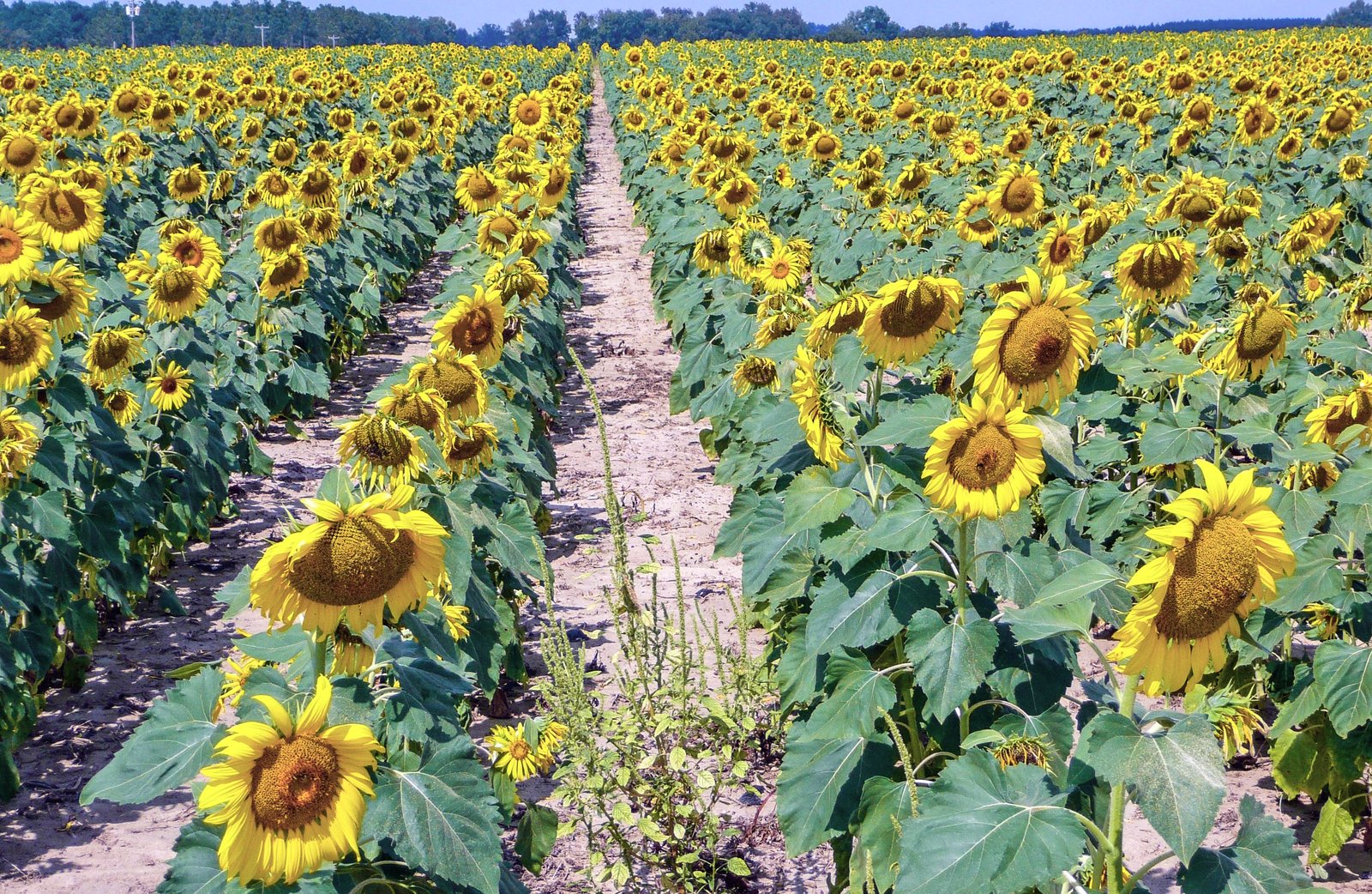 when and where to see flowers blooming around the world | afar