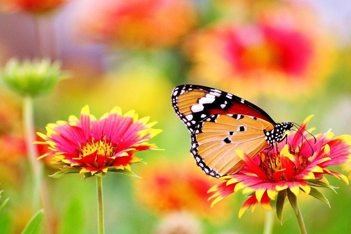 3 ways to get your garden ready for winter | homes of distinction