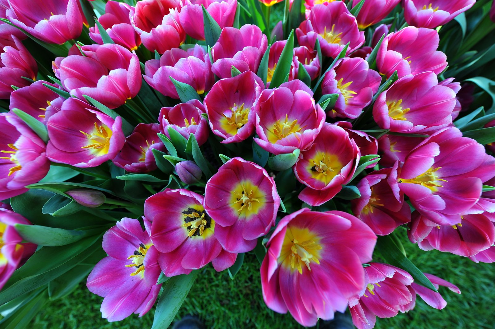 flower shows, garden & wildflower tours | australian coach rail and
