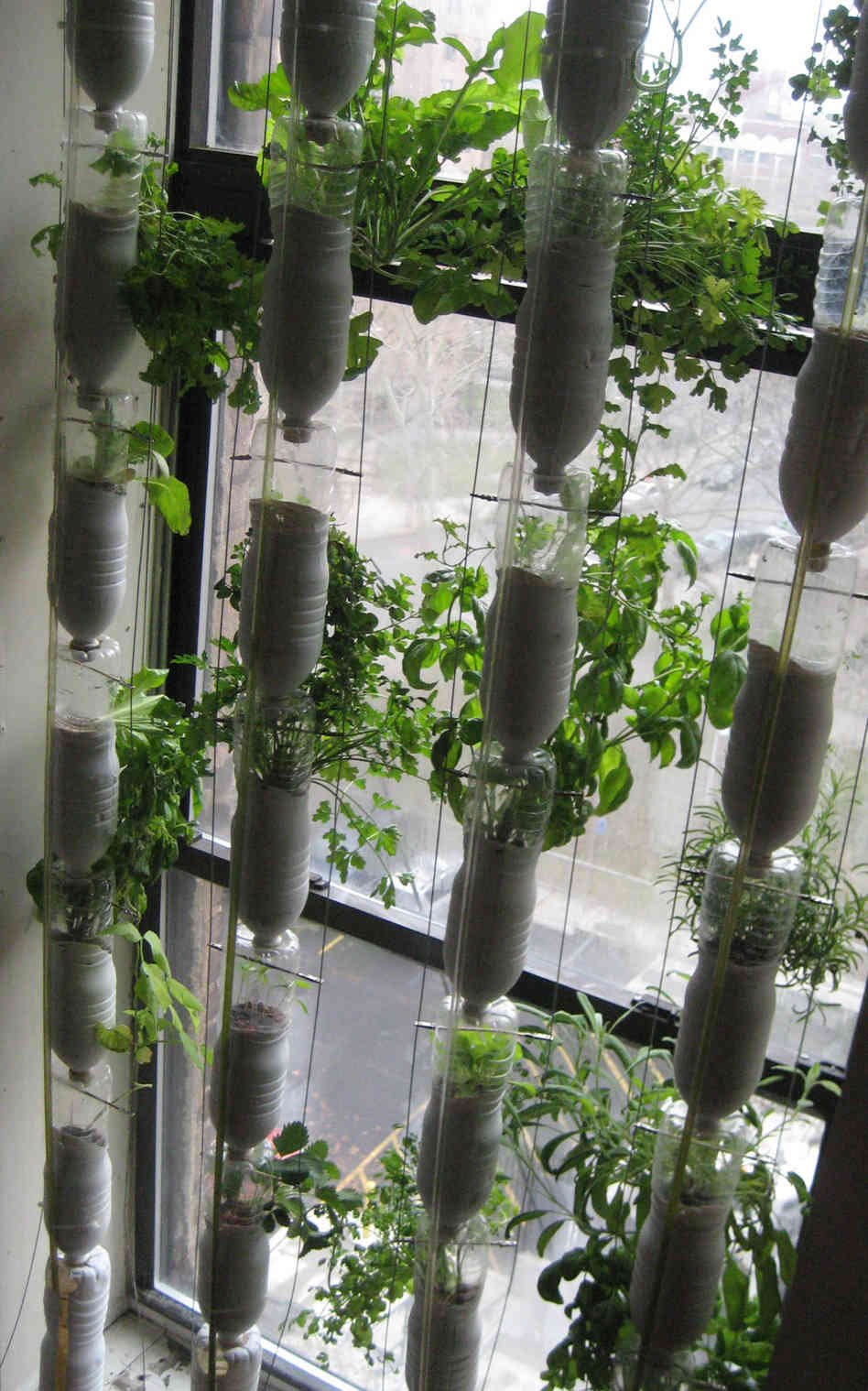 Window Farming: A Do-It-Yourself Veggie Venture - 500eco