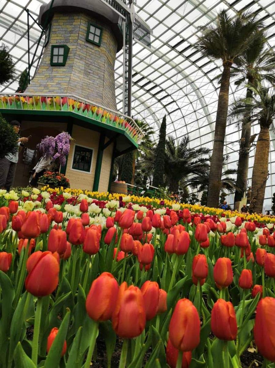 singapore gardens by the bay tickets (cloud forest & flower dome