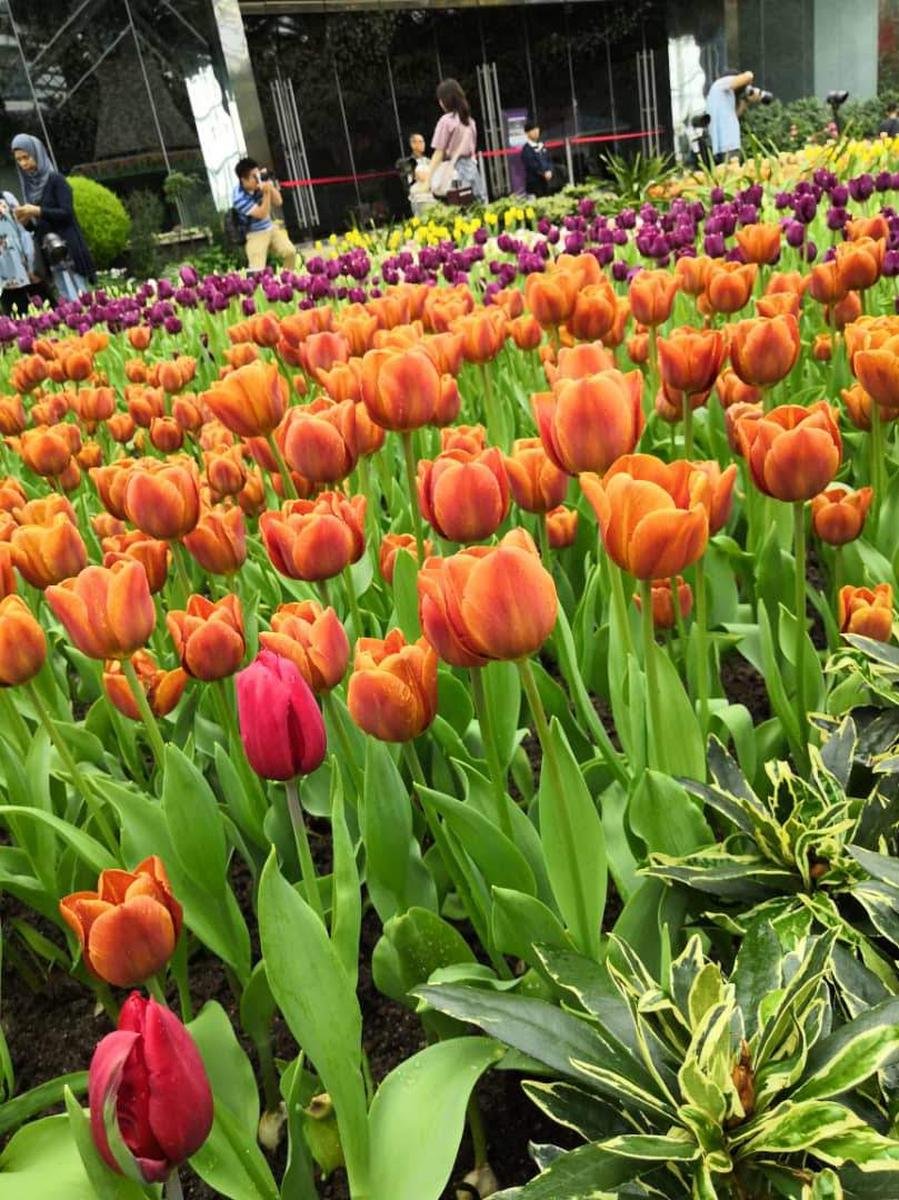 singapore gardens by the bay tickets (cloud forest & flower dome
