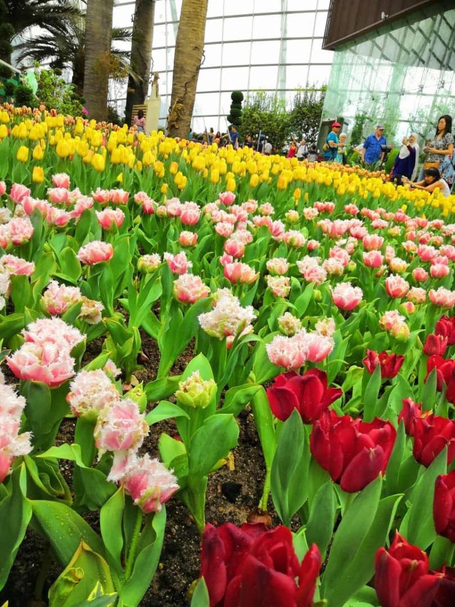 singapore gardens by the bay tickets (cloud forest & flower dome