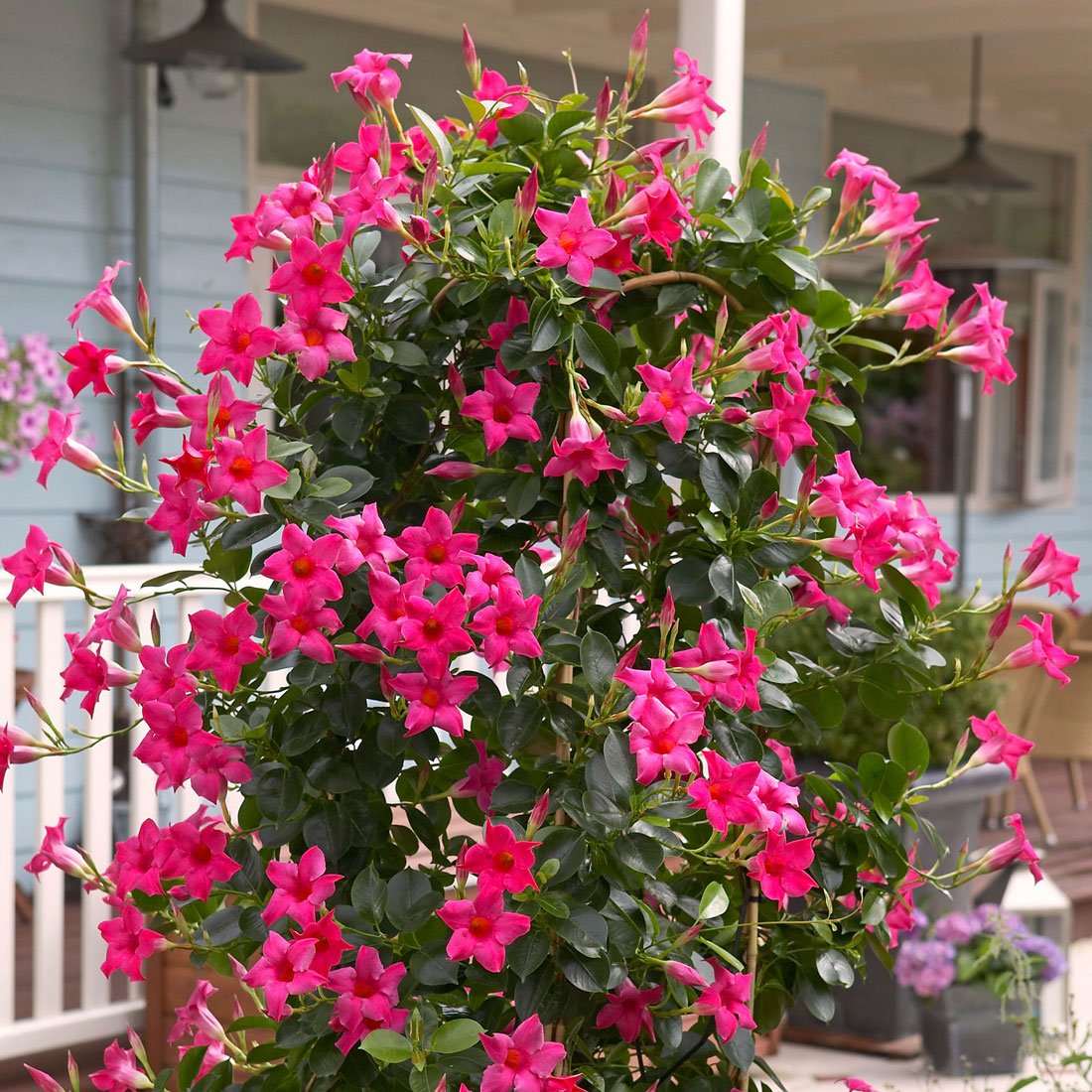 mandevillas aka rocktrumpet