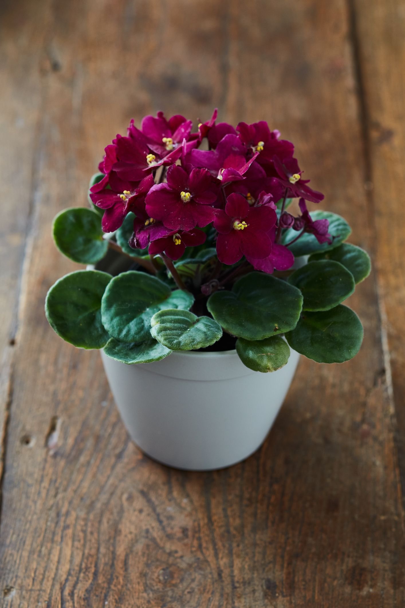 african violets