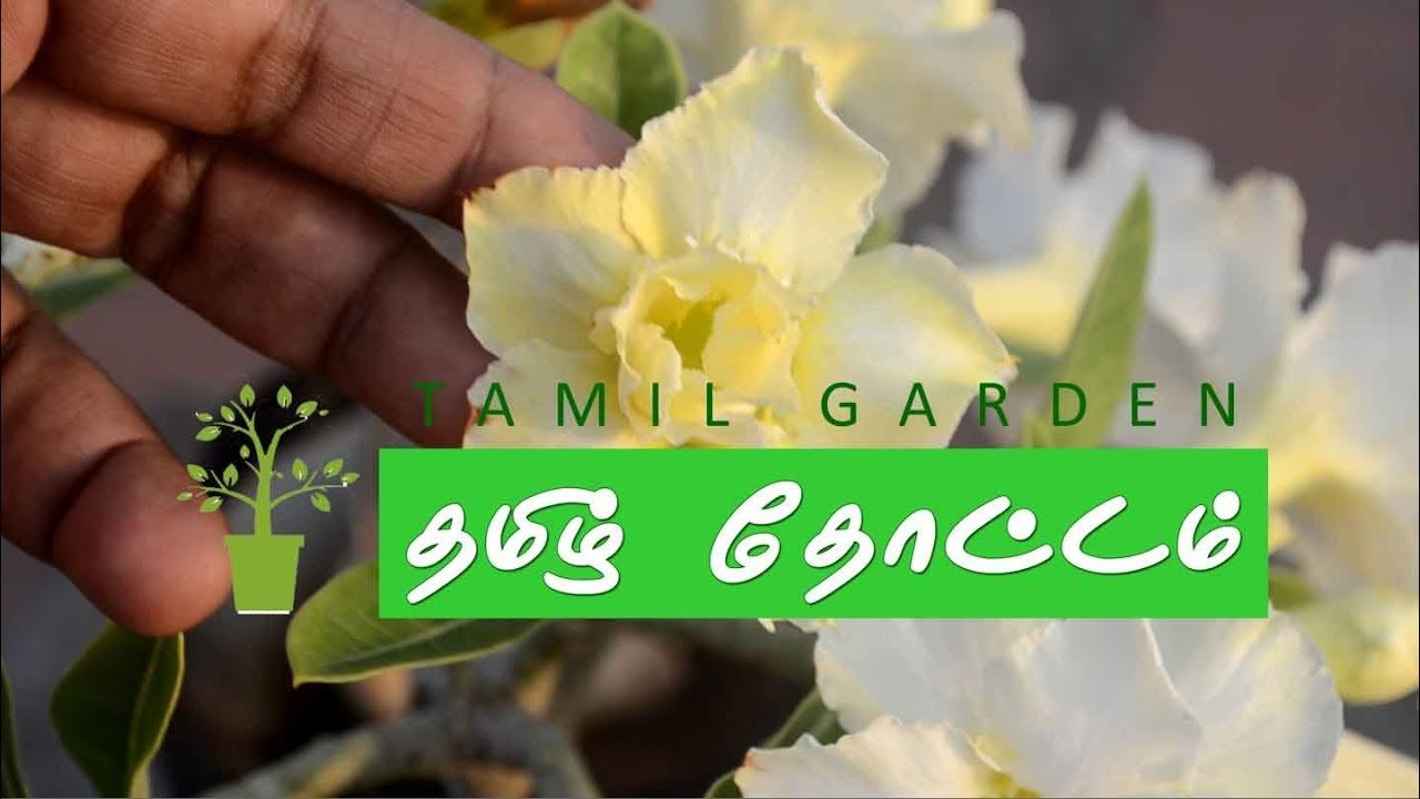 home gardening for beginners | gardening at home in tamil