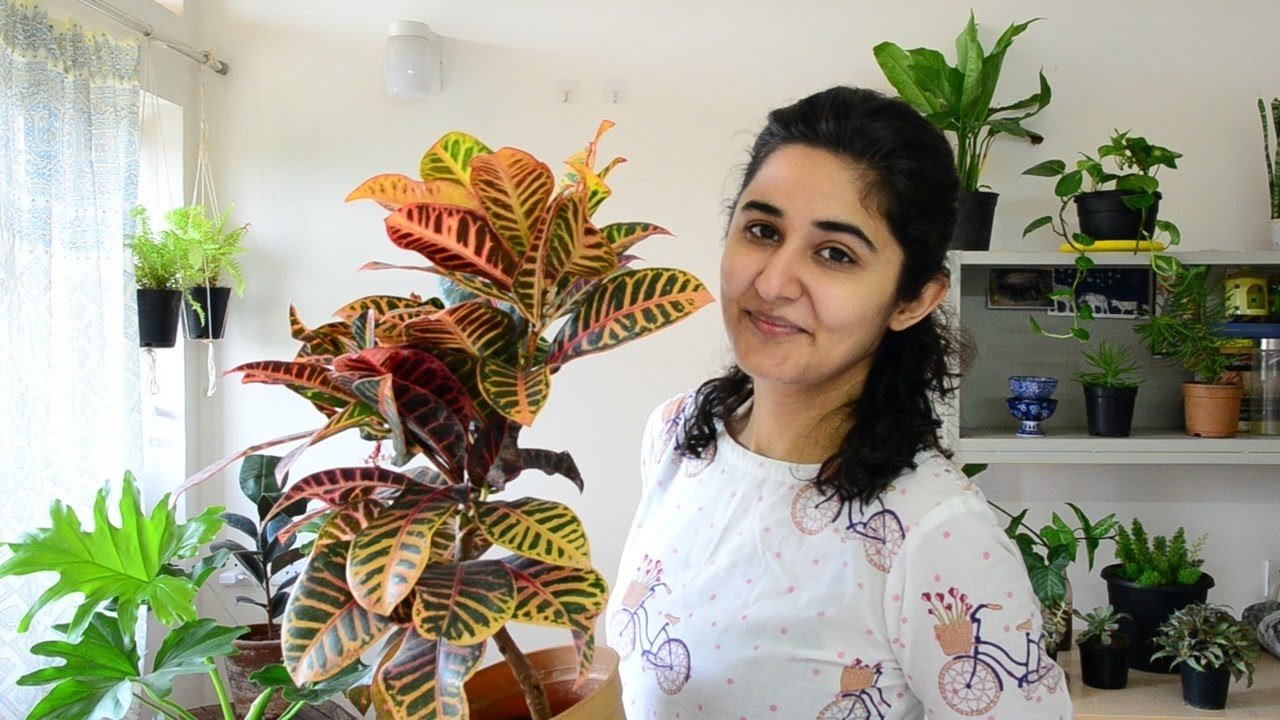 best indoor plants in india for decoration