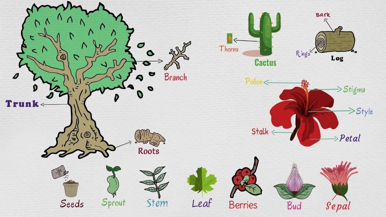list of plant and flower names in english with pictures - 7 e s l