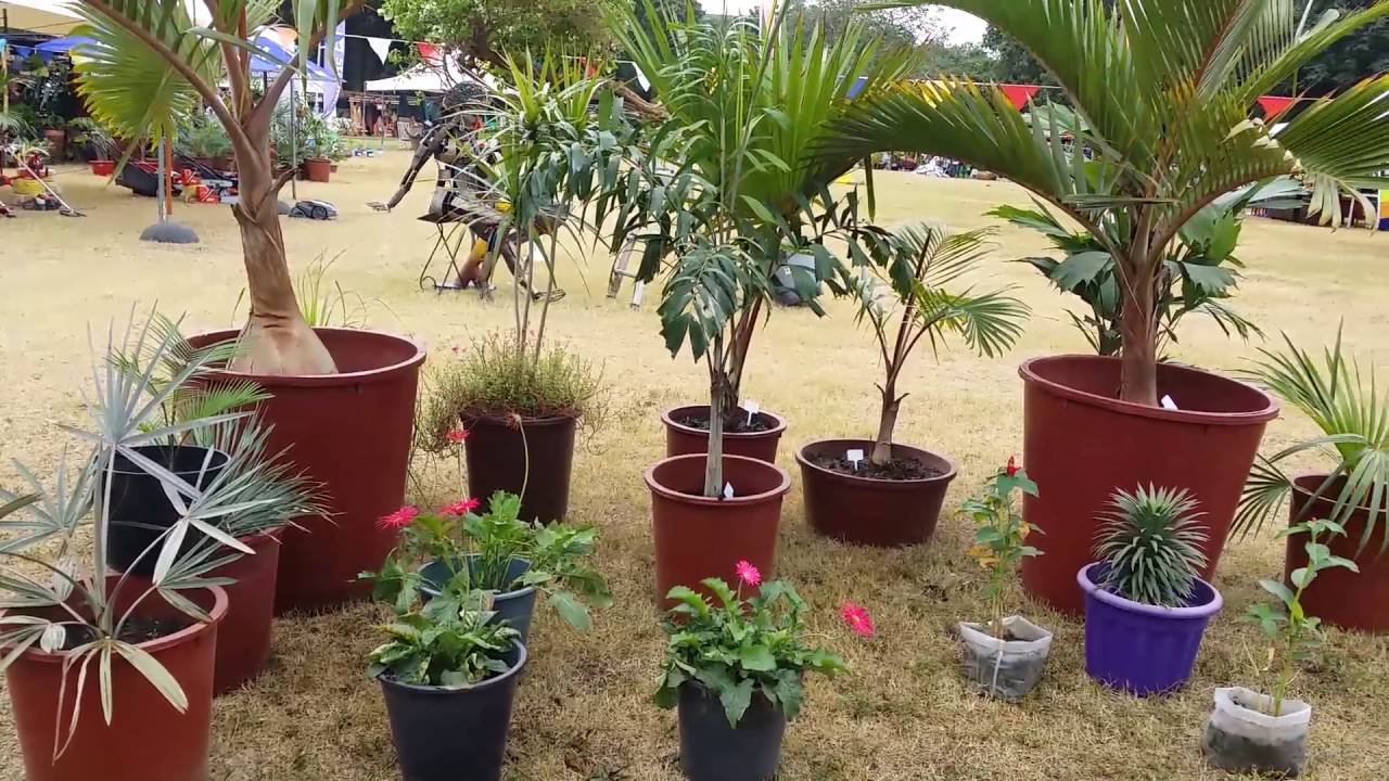 pulse ghana at the ghana garden and flower show | pulse uncut