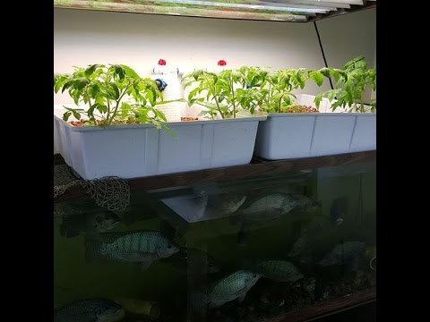 Hydroponics Growing System With Fish - YouTube