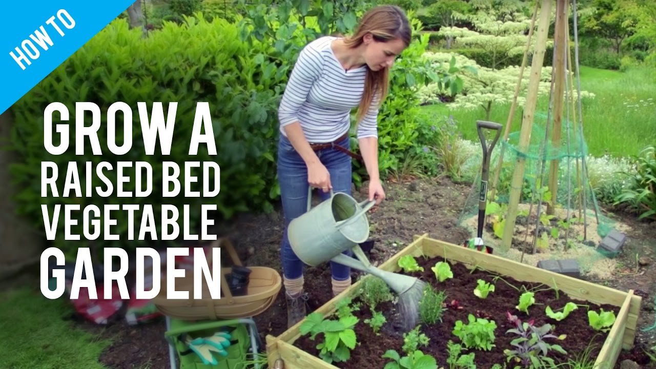how to grow vegetables in raised bed gardens