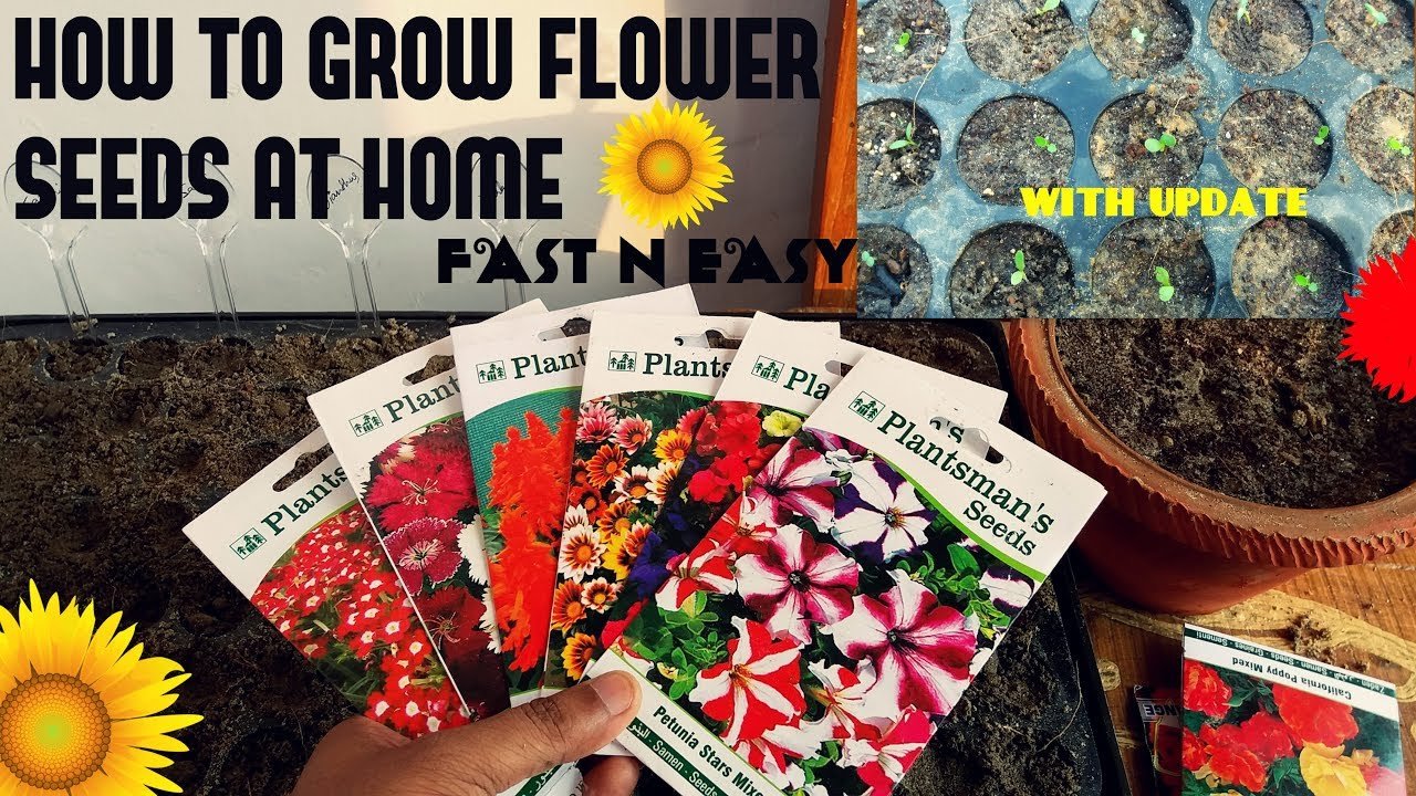how to grow flower seeds fast (with update)