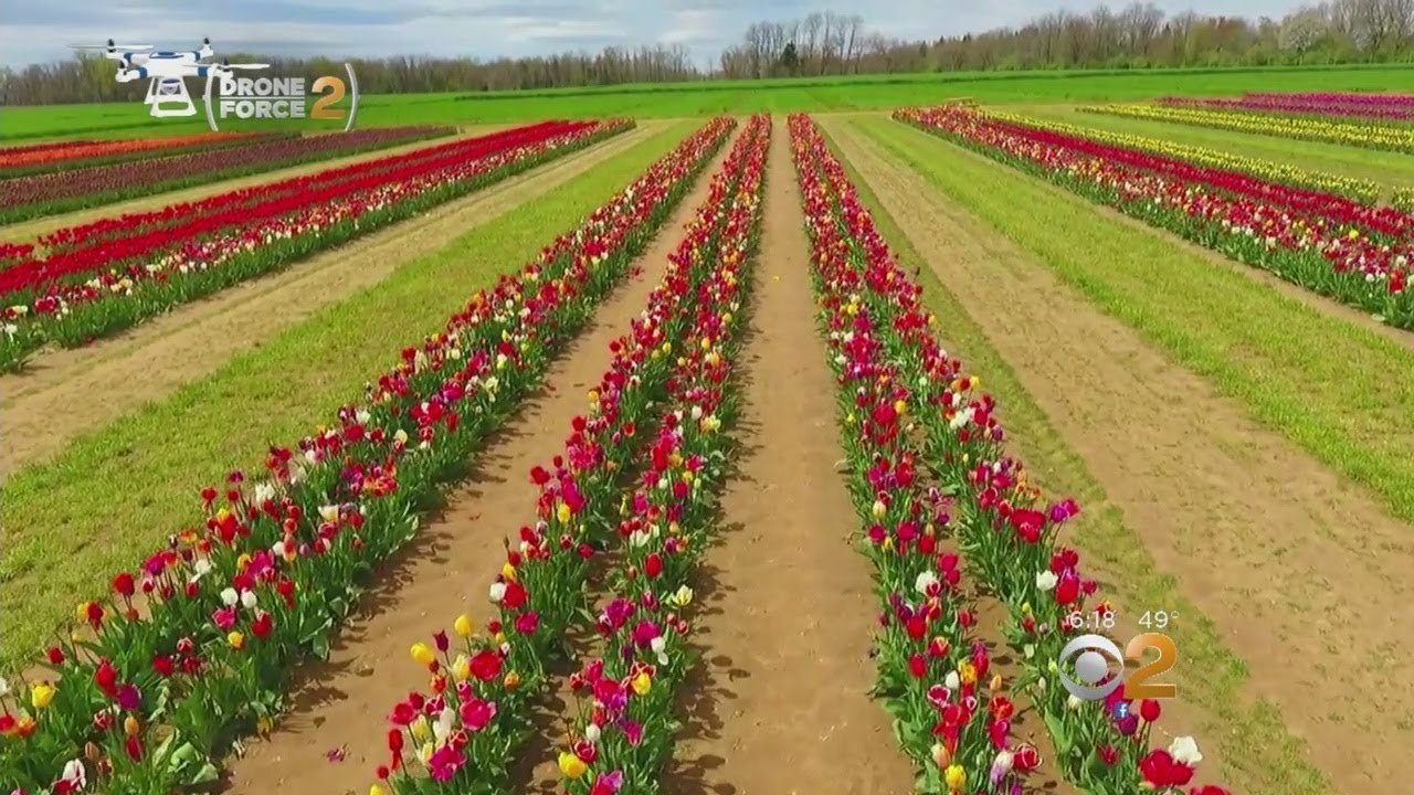 new jersey farm modeled after tulip fields of holland