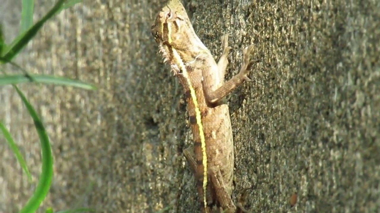 oriental garden lizard