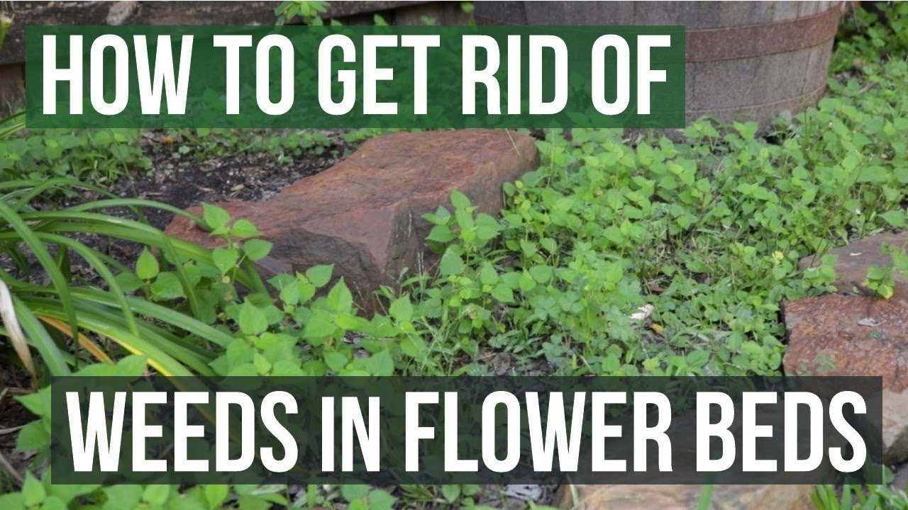 how to get rid of weeds in flower beds