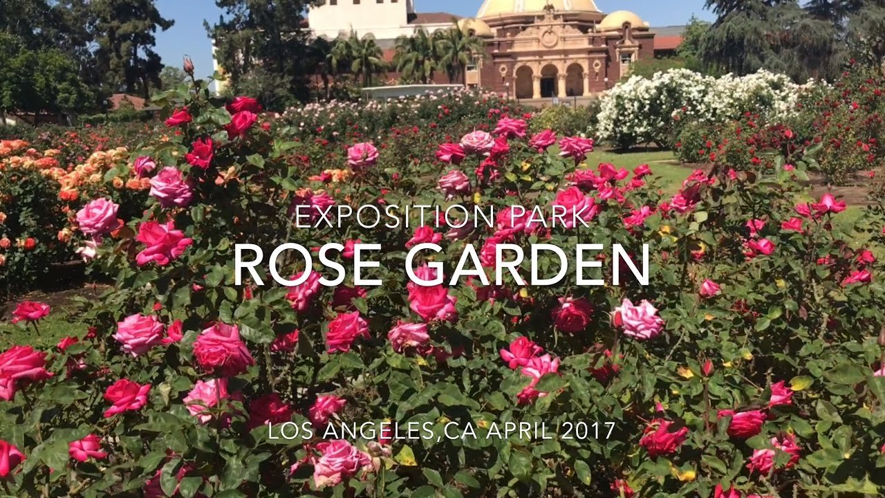exposition park rose garden in los angeles vlog 042917
