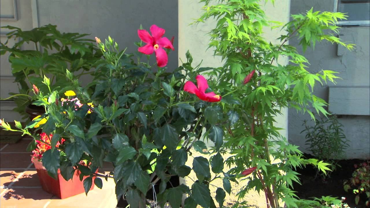 how to create your own landscape garden