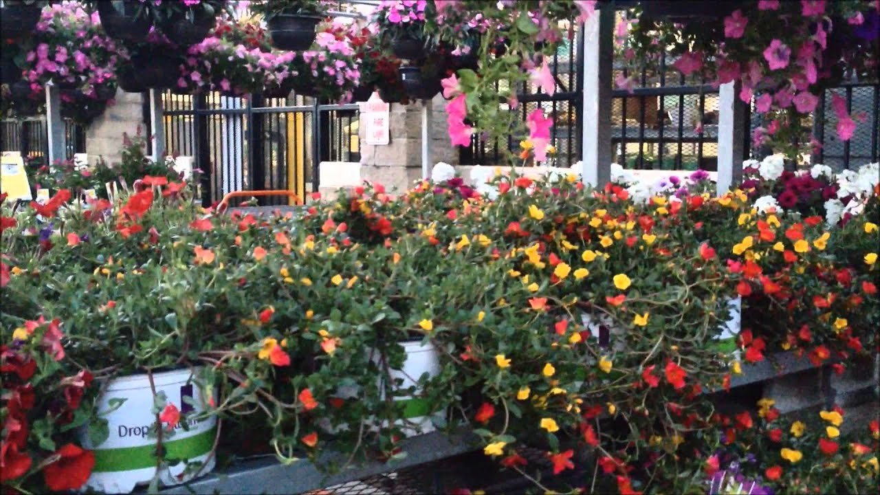 ❀✿beautiful flowers at the home depot outdoor garden shop✿❀