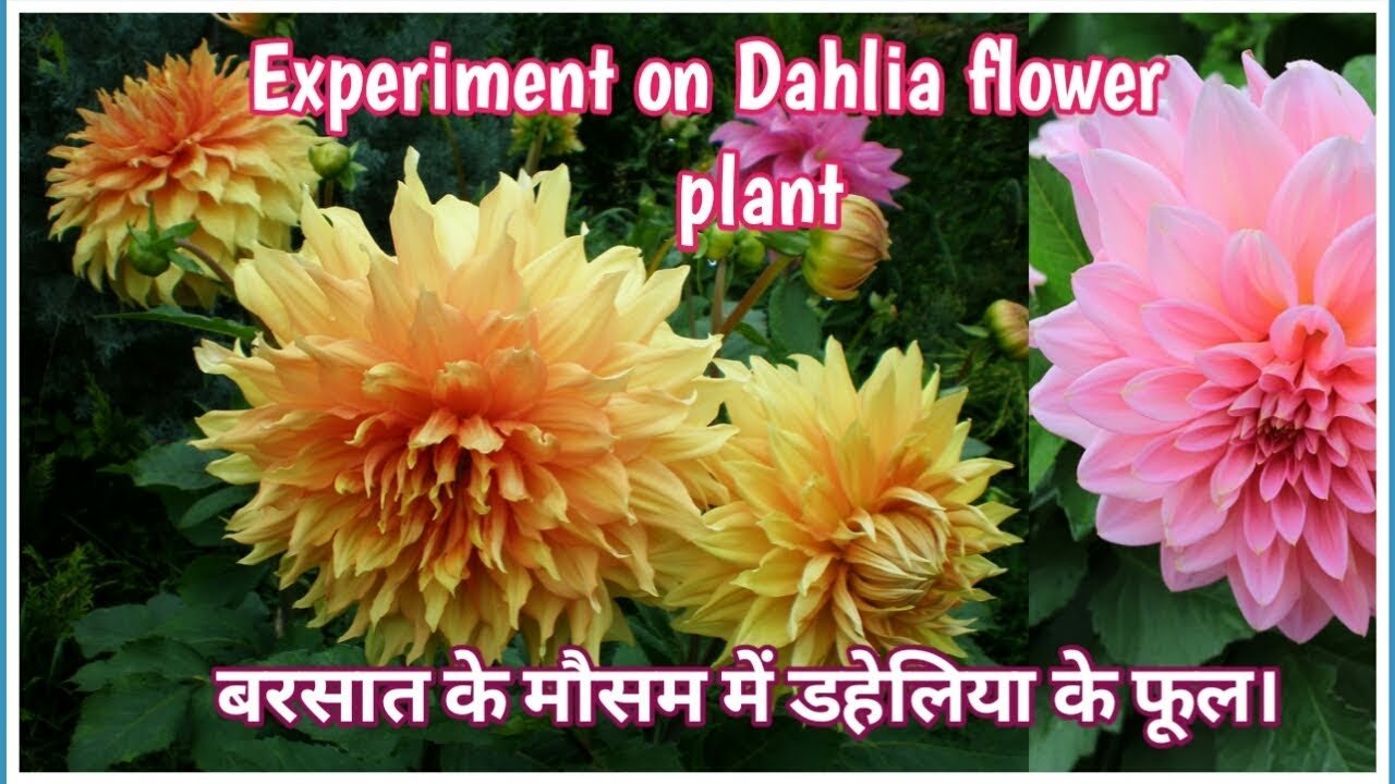 dahlia flower || how to grow dahlia flower plant (hindi)