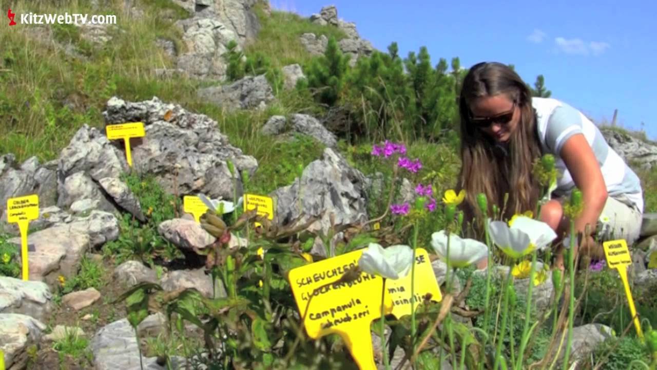 naturjuwel alpenblumengarten am kitzbüheler horn // www.kitzwebtv