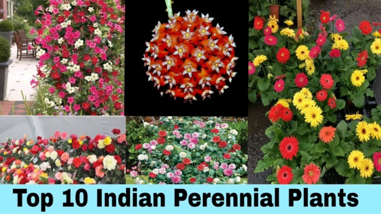 top 10 perennial (permanent) flower plants in india by garden gyan ||