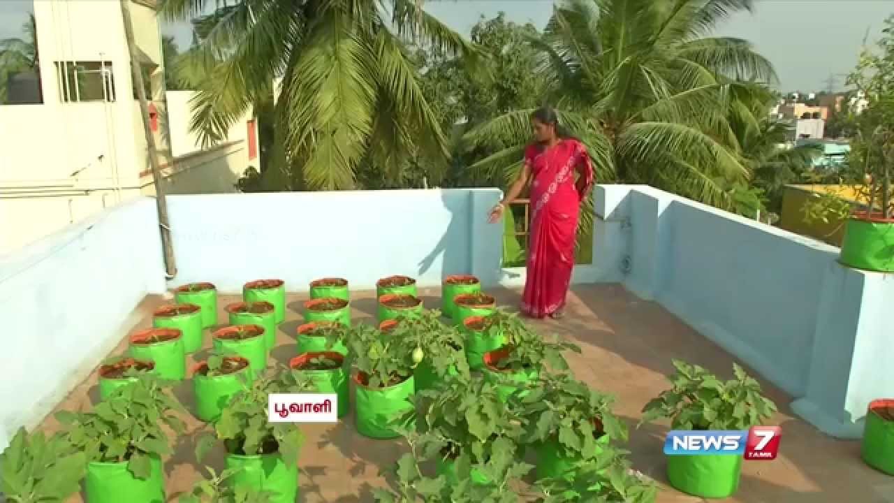 how to grow vegetables in a container or pots on the terrace | poovali |  news7 tamil