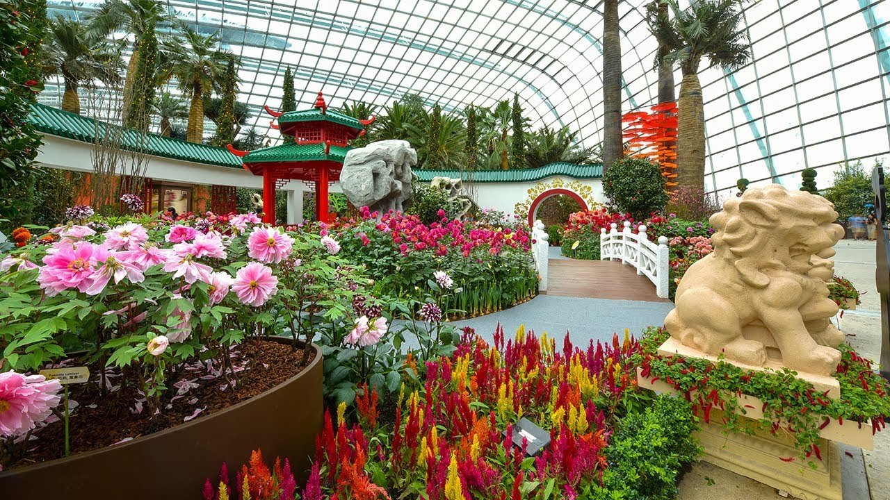 gardens by the bay (dahlia dreams at the flower dome) - lunar new year