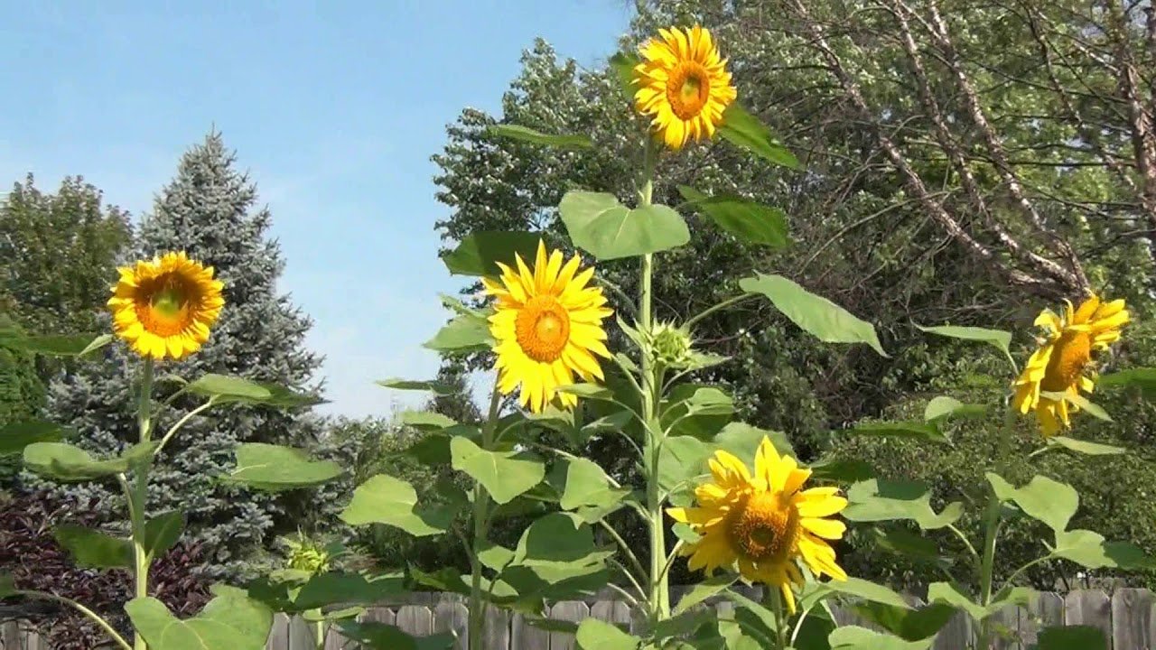 time-lapse: growing giant sunflowers in backyard garden (ohio)
