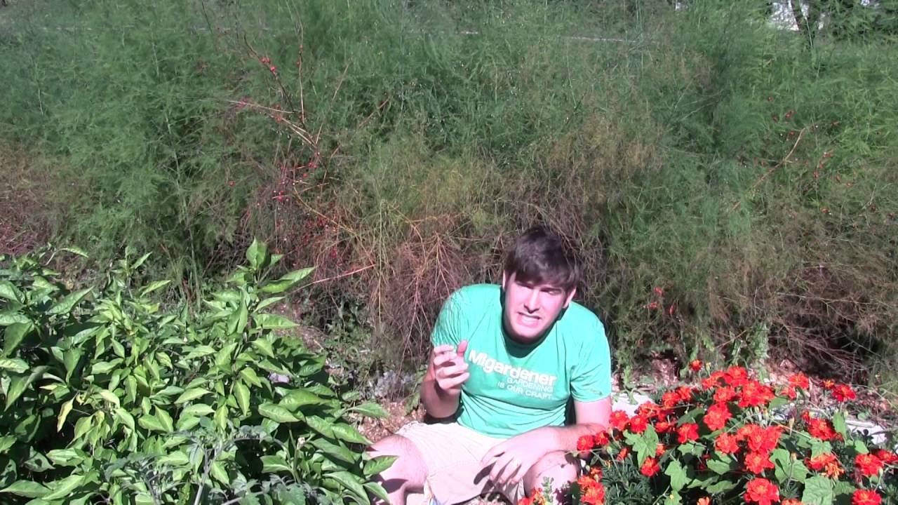 how to prepare perennials for winter