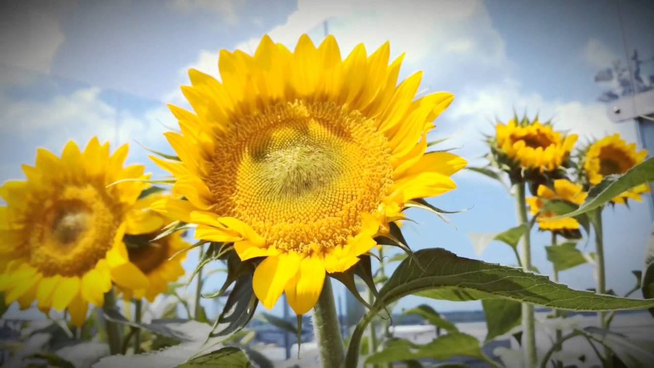 singapore changi airport terminal 2 - sunflower garden