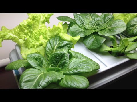 How to Grow Hydroponic Lettuce Indoors - YouTube