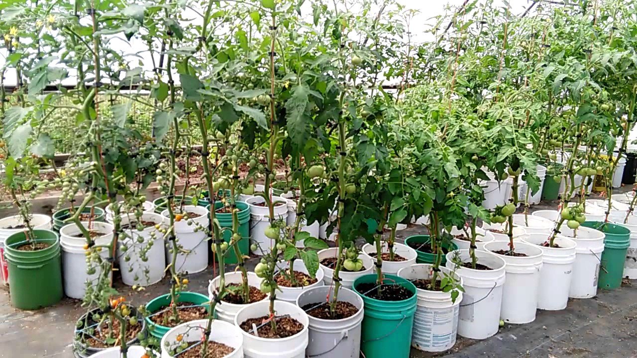 How To Grow Hydroponic Tomatoes At Home | Cromalinsupport