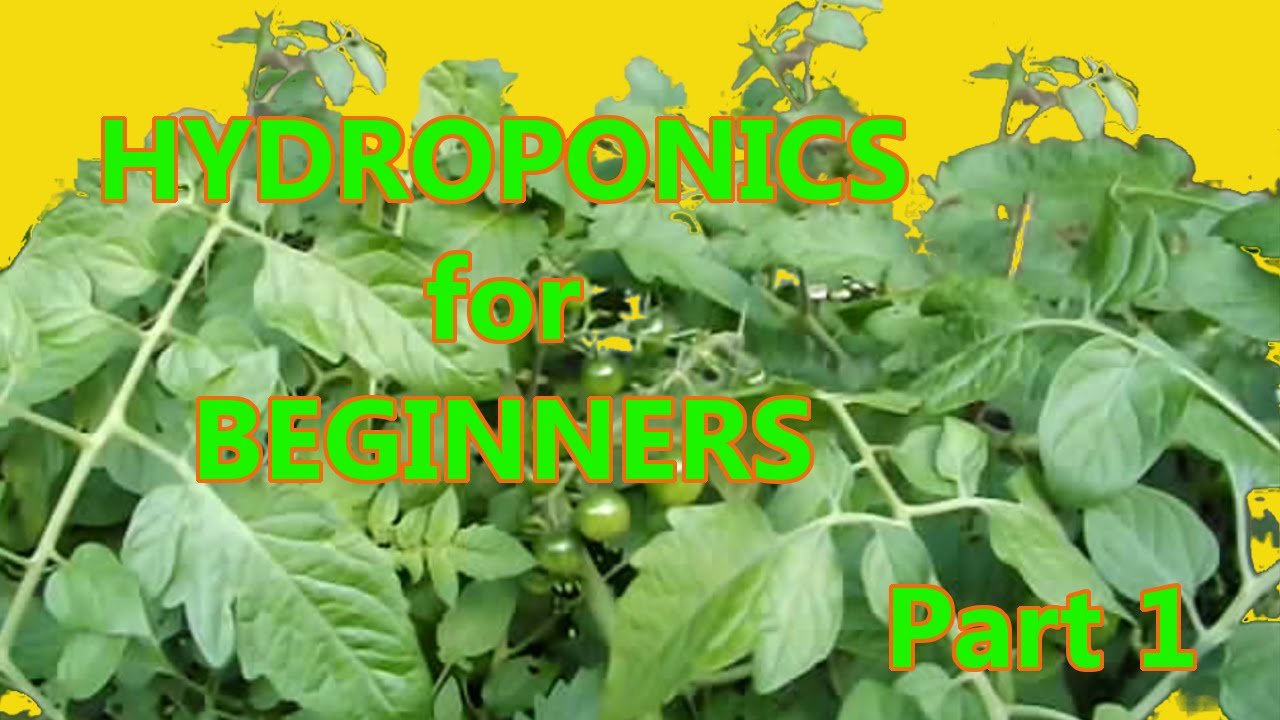 Hydroponics for Beginners: DWC homemade DIY Under $50 Part ...
