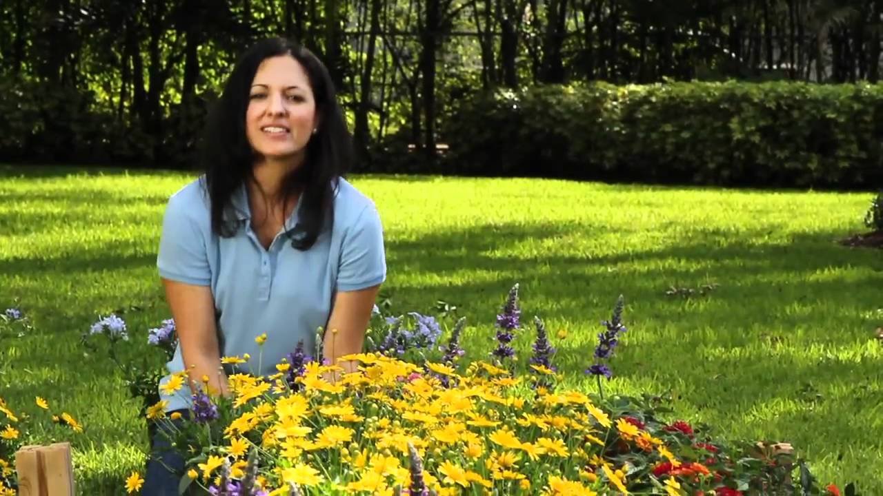 planting a butterfly garden - flowers for florida