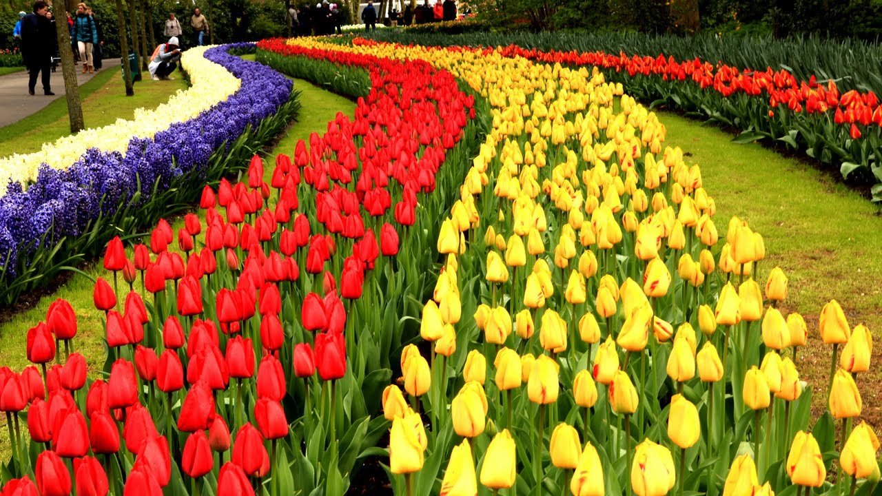 keukenhof gardens netherlands • tulip garden in holland | european waterways