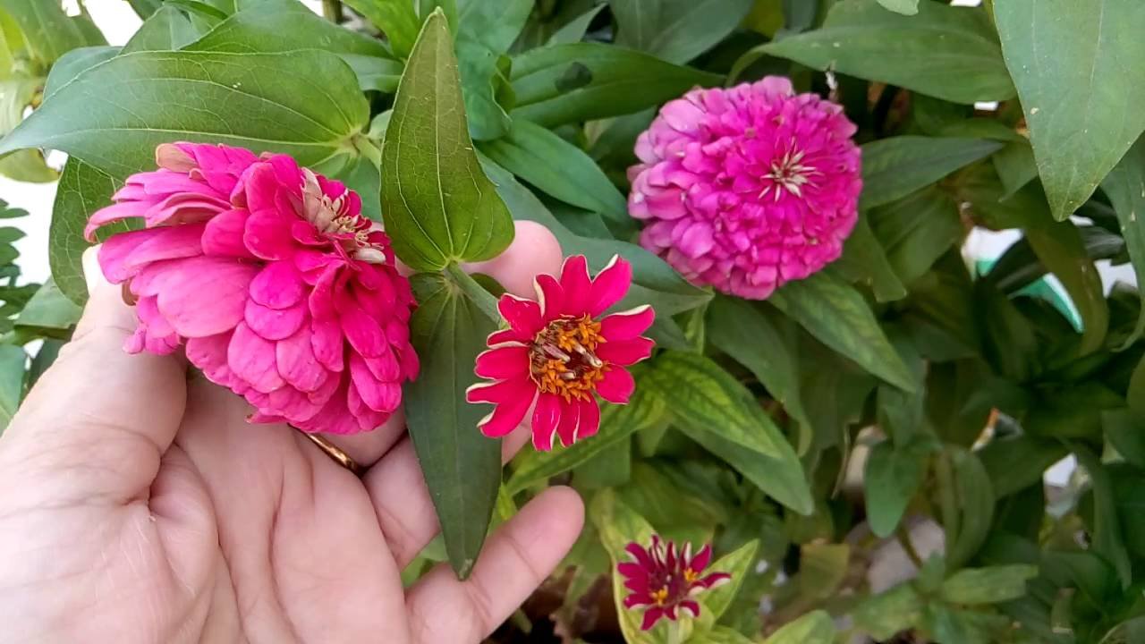 30 - blooming zinnia flowers ? (hindi/urdu) - 15/5/16