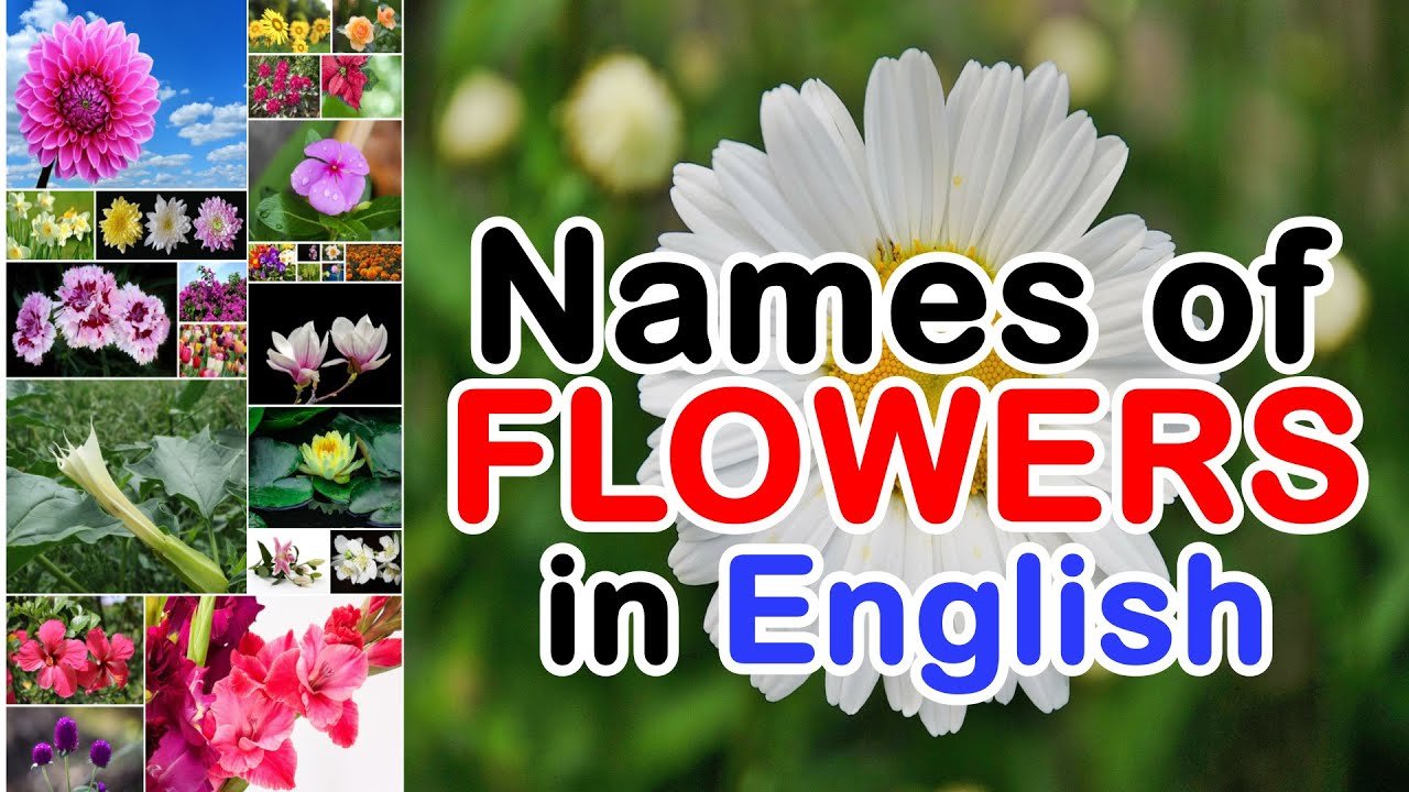 names of flowers in english | types of flowers