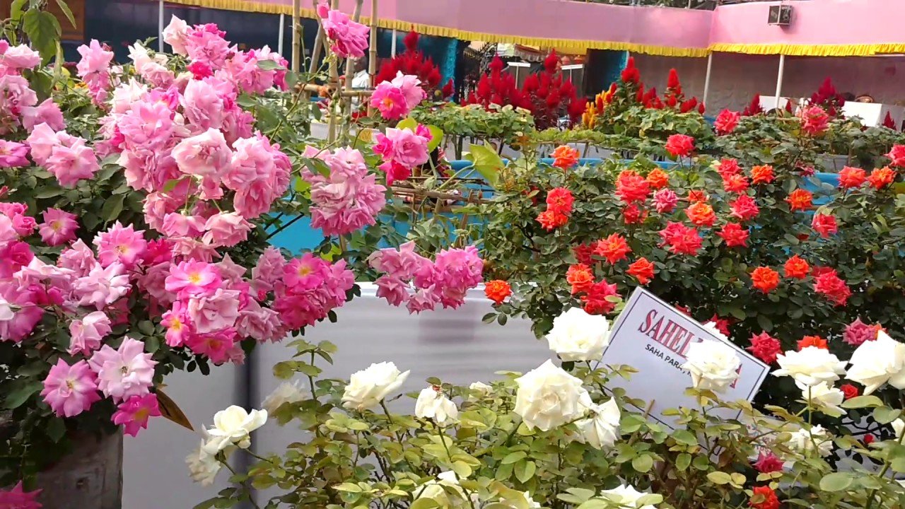 beautiful rose garden. flower show.part-1
