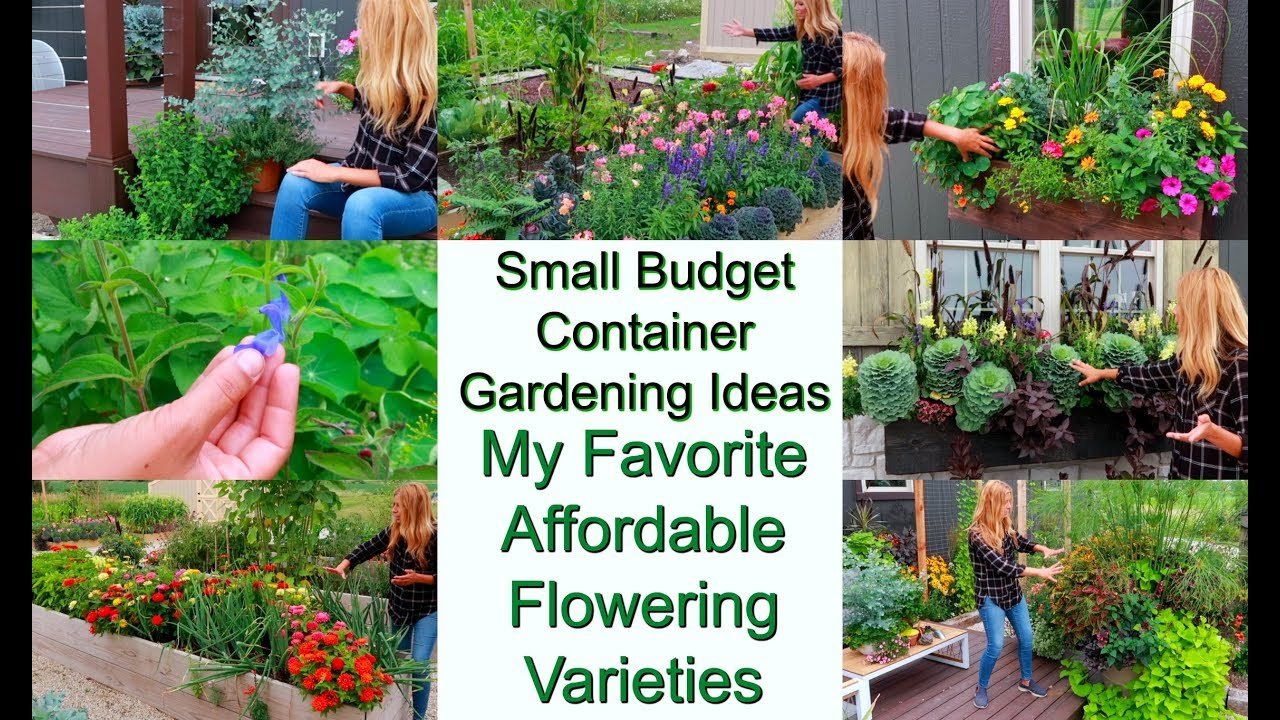 small budget container gardening ideas | affordable flower varieties  perform amazing | my favorites