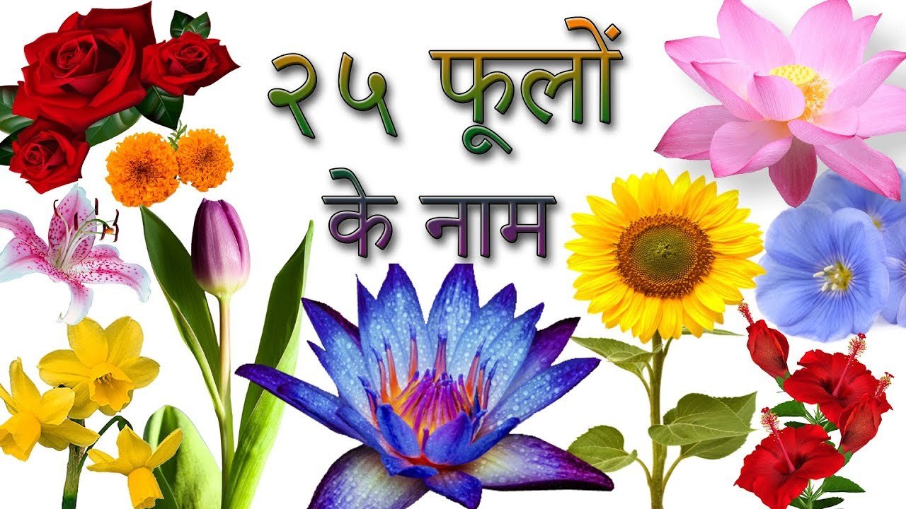 25 flowers names in hindi ??? | फूलों के नाम हिंदी में | phoolon ke naam  in hindi | hindi flowers