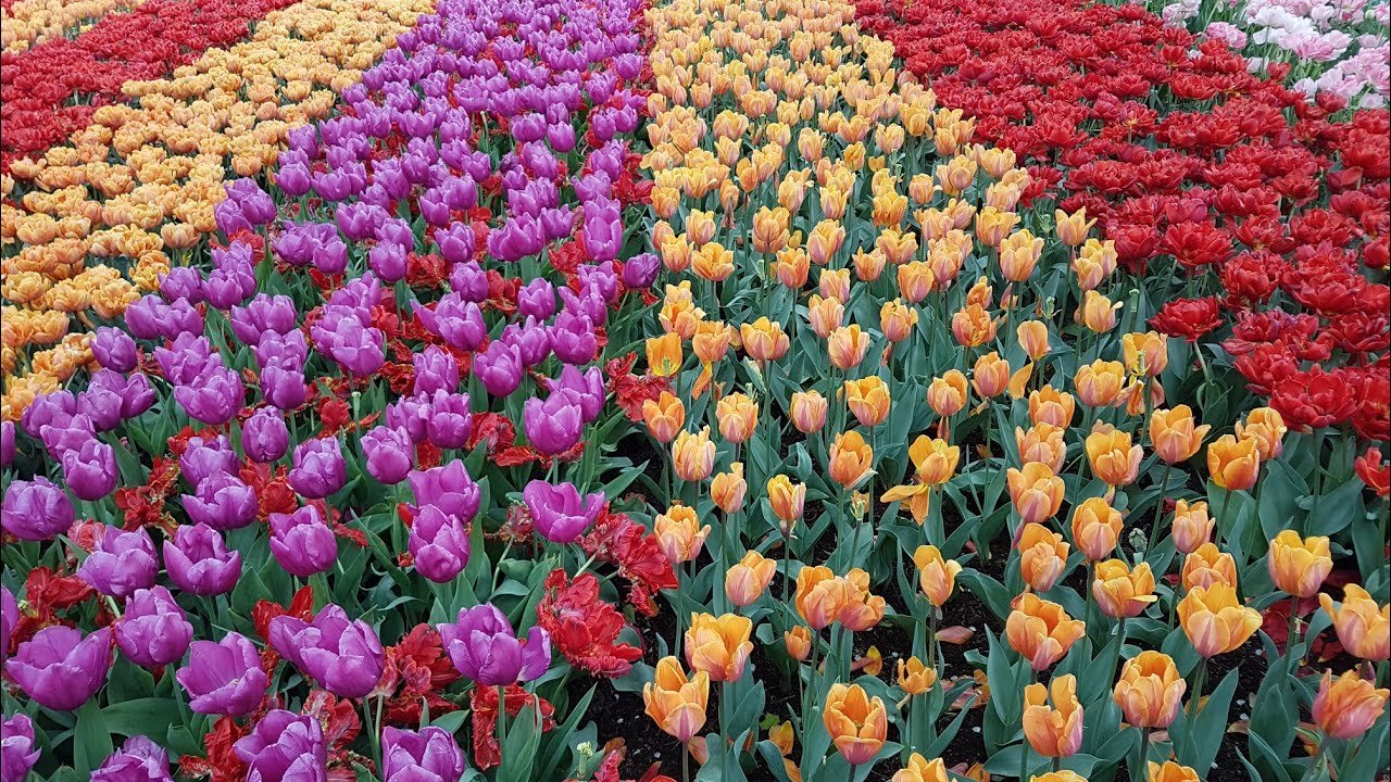 famous flower garden in netherlands, the keukenhof