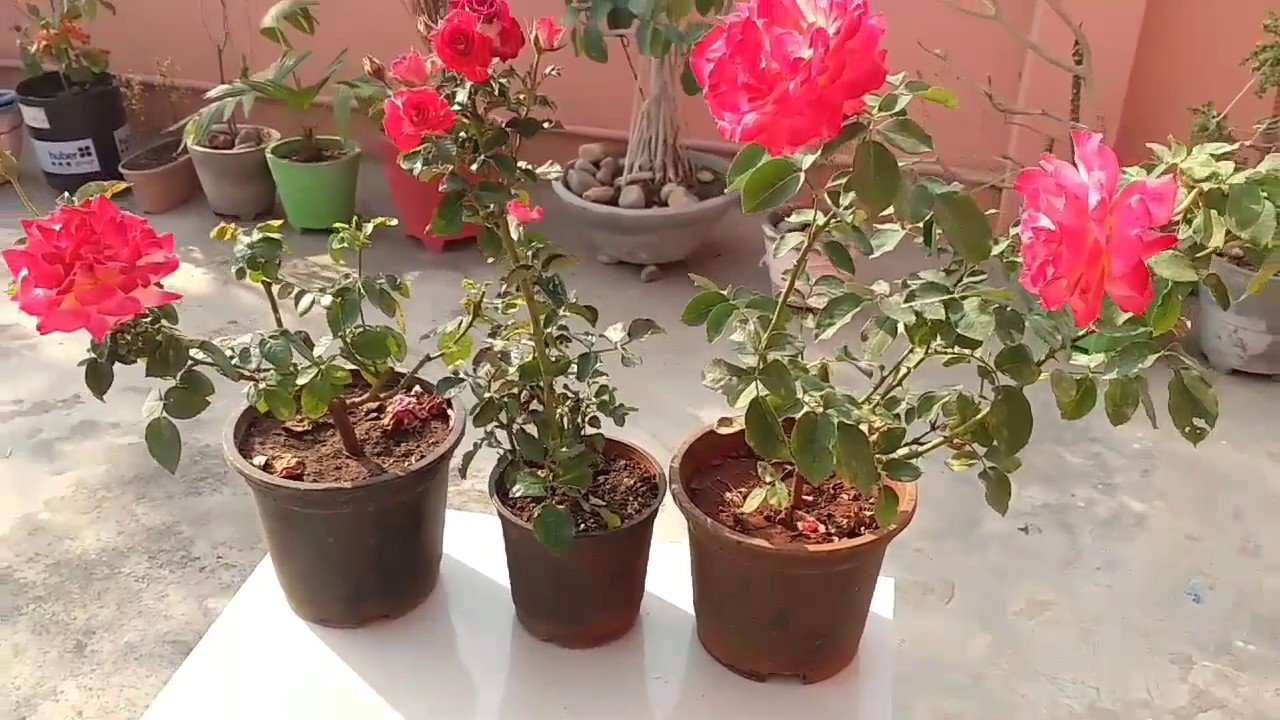 how to care rose plant in pot , colourful variety of rose plant