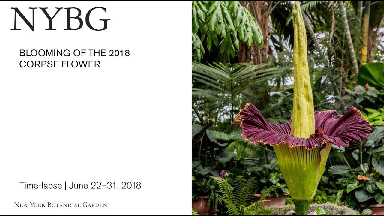 the corpse flower amorphophallus titanum » new york botanical garden